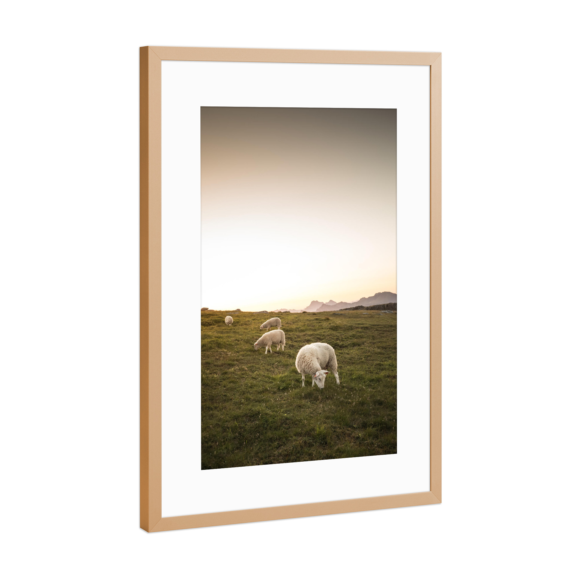 Poster mit Rahmen Kupfer "Happy sheep" artboxONE - Tiere - Schafe,Lofoten,Norwegen