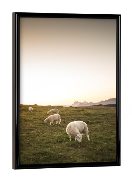 Poster mit schwarzem Rahmen "Happy sheep" artboxONE - Tiere - Schafe,Lofoten,Norwegen