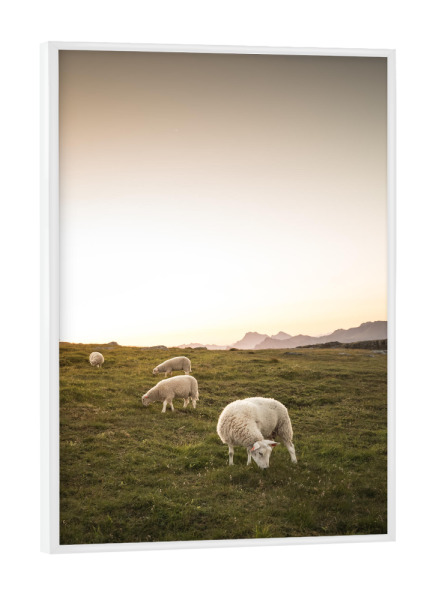 Poster mit weißem Rahmen "Happy sheep" artboxONE - Tiere - Schafe,Lofoten,Norwegen