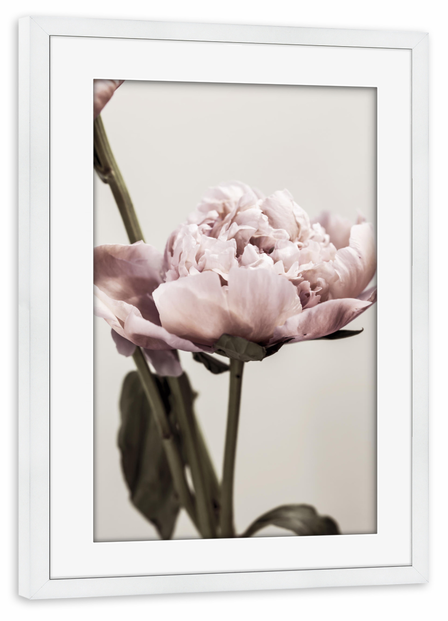 Poster mit Rahmen weiß "Baby Pink Peony" artboxONE - Natur,Floral,Für Kinder,Liebe,Für Mama - Pink,Peony,Peonies,Floral,Blume,Blüte
