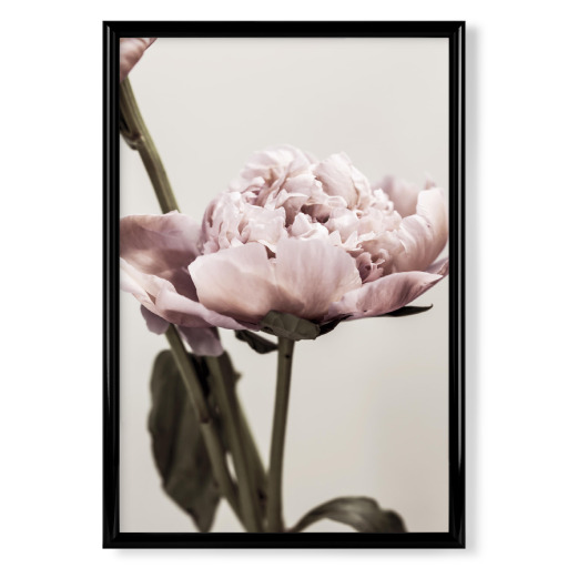 Baby Pink Peony