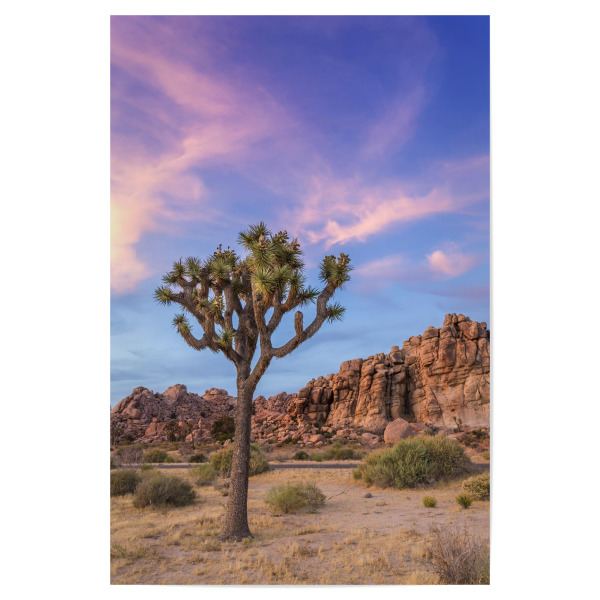 Poster 30x20 cm "Joshua Tree im Abendlicht" artboxONE - Natur