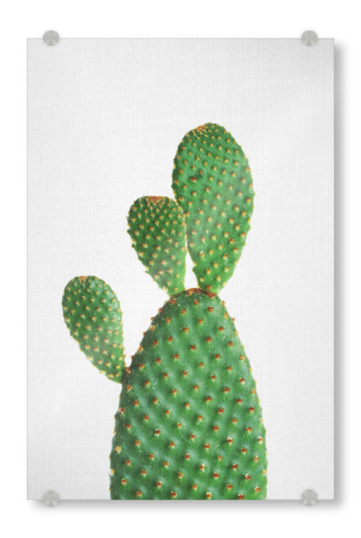 Acrylglasbild "Cactus - Portrait" artboxONE - Natur,Floral,Für Kinder,Für Mama,Für Papa