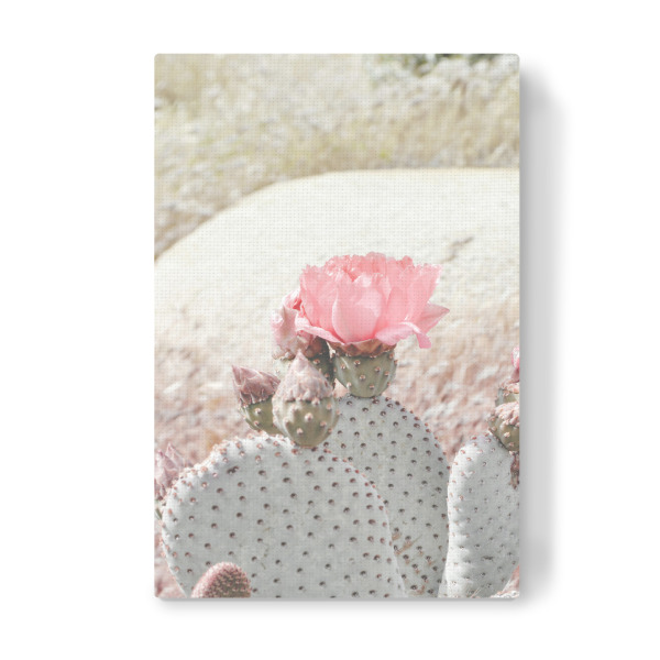 Leinwandbild "Pastel Succulents" artboxONE - Natur,Floral,Für Kinder,Reise / Afrika - Pastel,Succulents,Cacti,Cactus