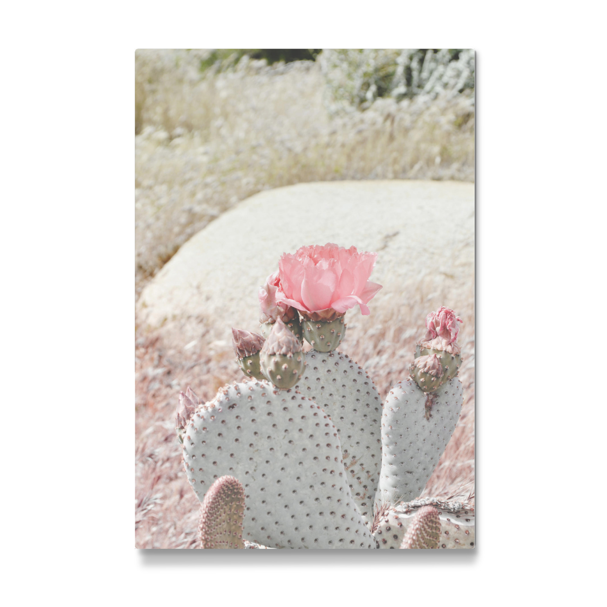 Galerie-Print "Pastel Succulents" 75x50 cm artboxONE