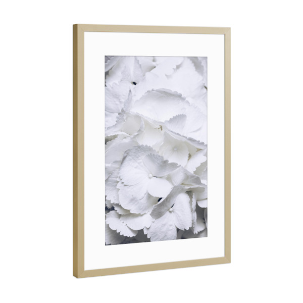 Poster mit Rahmen Gold "Weiße Hortensien" artboxONE - Natur,Floral - Hortensien,Blume,Blüten,Bouquet
