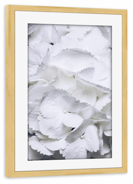 Poster mit Rahmen kiefer "Weiße Hortensien" artboxONE - Natur,Floral - Hortensien,Blume,Blüten,Bouquet