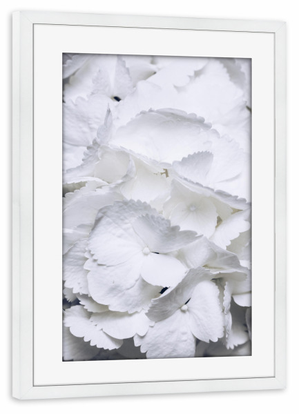 Poster mit Rahmen weiß "Weiße Hortensien" artboxONE - Natur,Floral - Hortensien,Blume,Blüten,Bouquet
