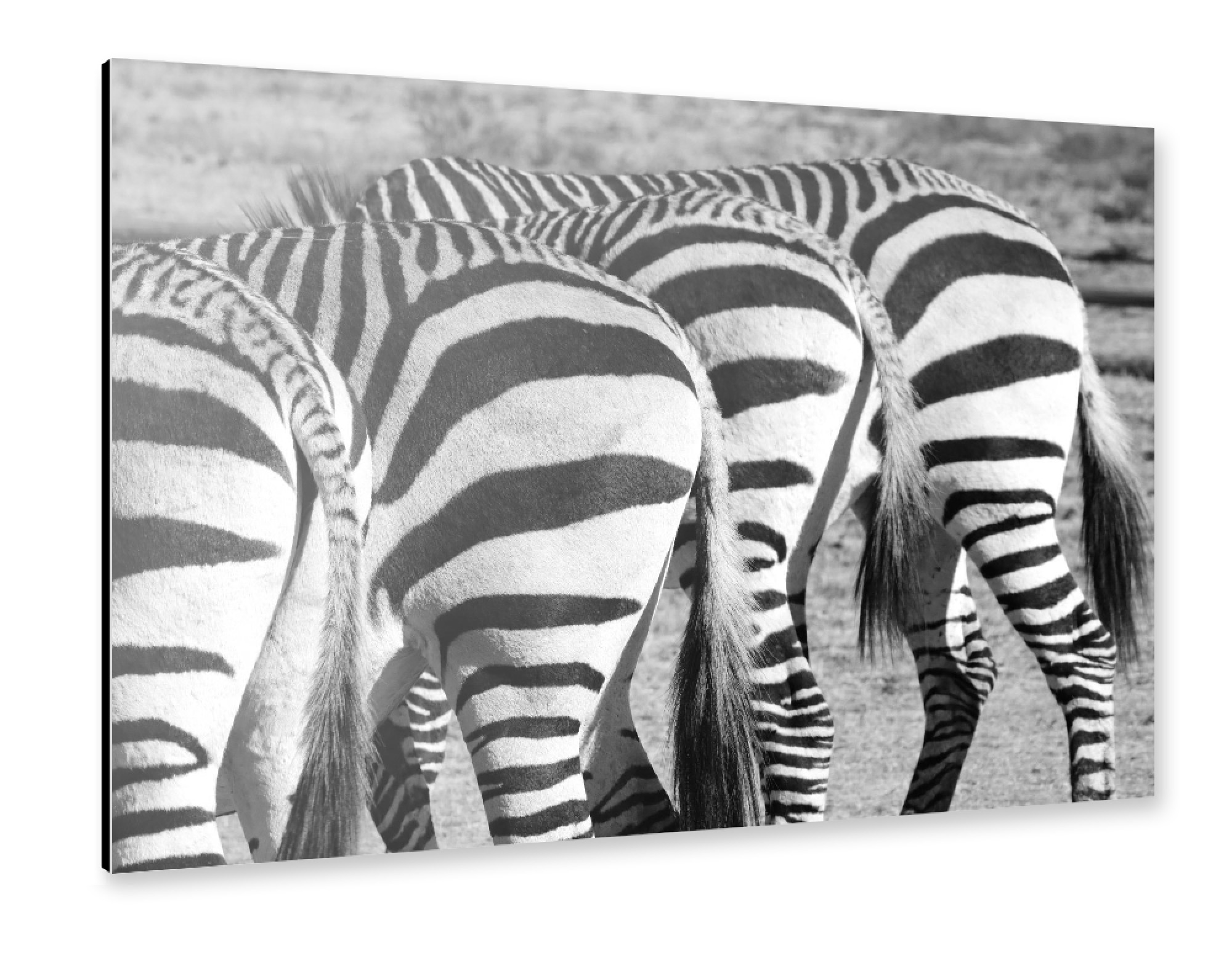 Alu-Dibond "4 Zebra Hintern" 30x20 cm artboxONE