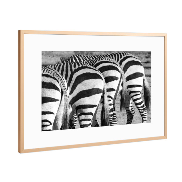 Poster mit Rahmen Kupfer "4 Zebra Hintern" artboxONE - Tiere,Schwarzweiß,Reise / Afrika - Zebra,Hintern,Streifen,Afrika,Africa