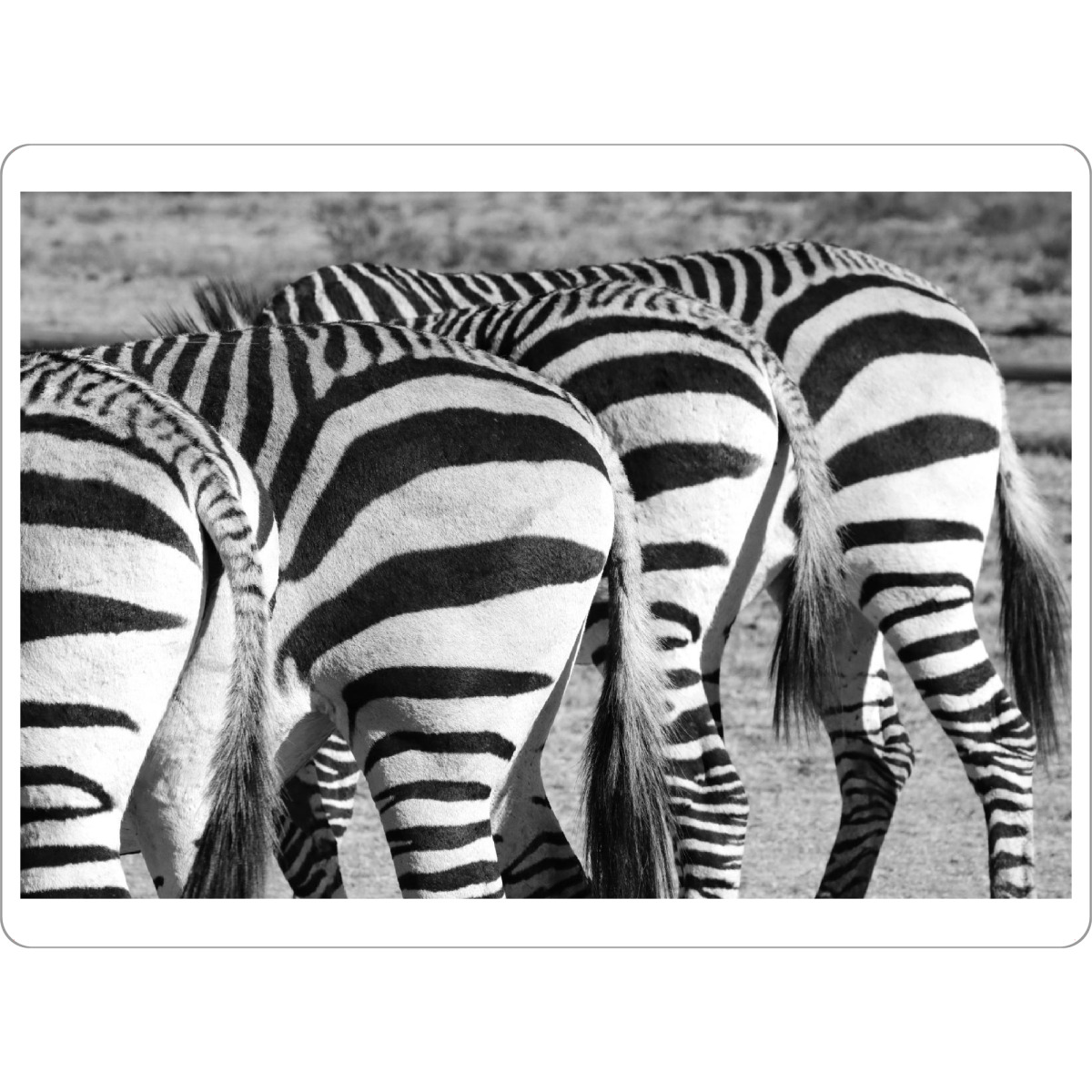 Tischset "4 Zebra Hintern" artboxONE - Tiere,Schwarzweiß,Reise / Afrika - Zebra,Hintern,Streifen,Afrika,Africa - Bild zebra