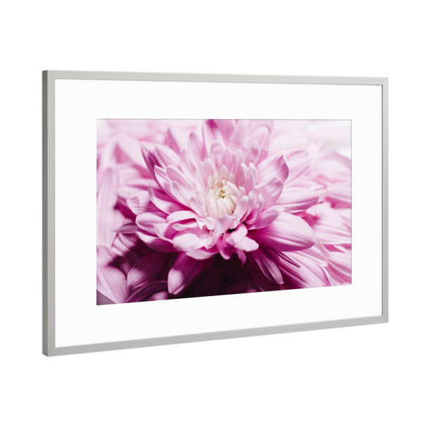 Poster mit Rahmen Silber "Soft Loveliness" artboxONE - Floral - Chrysantheme,Blume