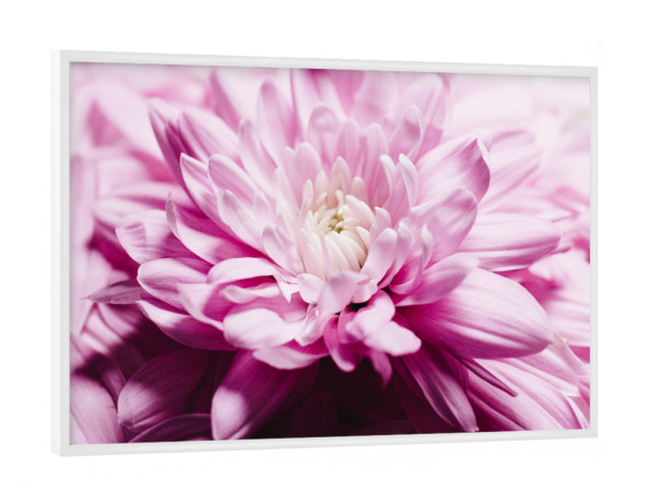 Poster mit weißem Rahmen "Soft Loveliness" artboxONE - Floral - Chrysantheme,Blume