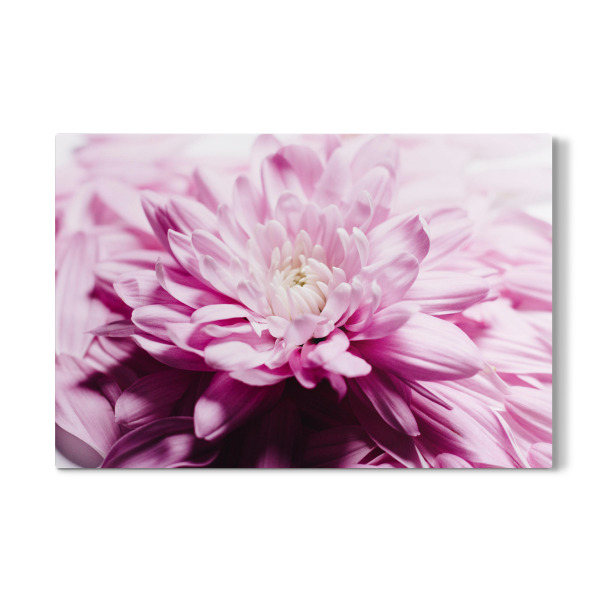 Galerie-Print "Soft Loveliness" 30x20 cm artboxONE
