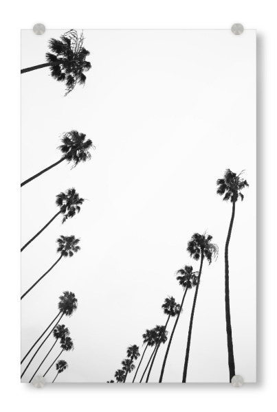 Acrylglasbild "Cali Palms" artboxONE - Natur,Reise,Floral,Schwarzweiß,Geometrie,Städte / Los Angeles - Palms,California,Venice,Tropical,Palm trees