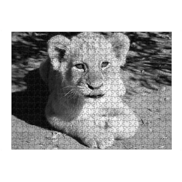 artboxONE Puzzle "Lustiges Löwen Baby" artboxONE - Natur,Tiere,Schwarzweiß,Reise / Afrika - Löwenbaby,Lustig,Löwe,Afrika,Tiere - Bild löwenbaby