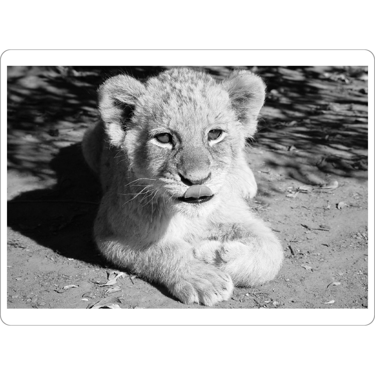 Tischset "Lustiges Löwen Baby" artboxONE - Natur,Tiere,Schwarzweiß,Reise / Afrika - Löwenbaby,Lustig,Löwe,Afrika,Tiere - Bild löwenbaby