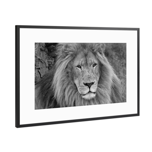 Poster mit Rahmen Schwarz (Metallic) "Großes Löwen Männchen" artboxONE - Tiere,Schwarzweiß,Reise / Afrika - Löwe,Afrika,Löwen männchen