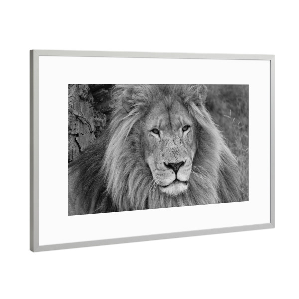 Poster mit Rahmen Silber "Großes Löwen Männchen" artboxONE - Tiere,Schwarzweiß,Reise / Afrika - Löwe,Afrika,Löwen männchen
