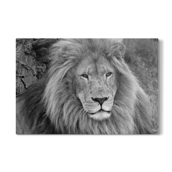 Galerie-Print "Großes Löwen Männchen" 30x20 cm artboxONE