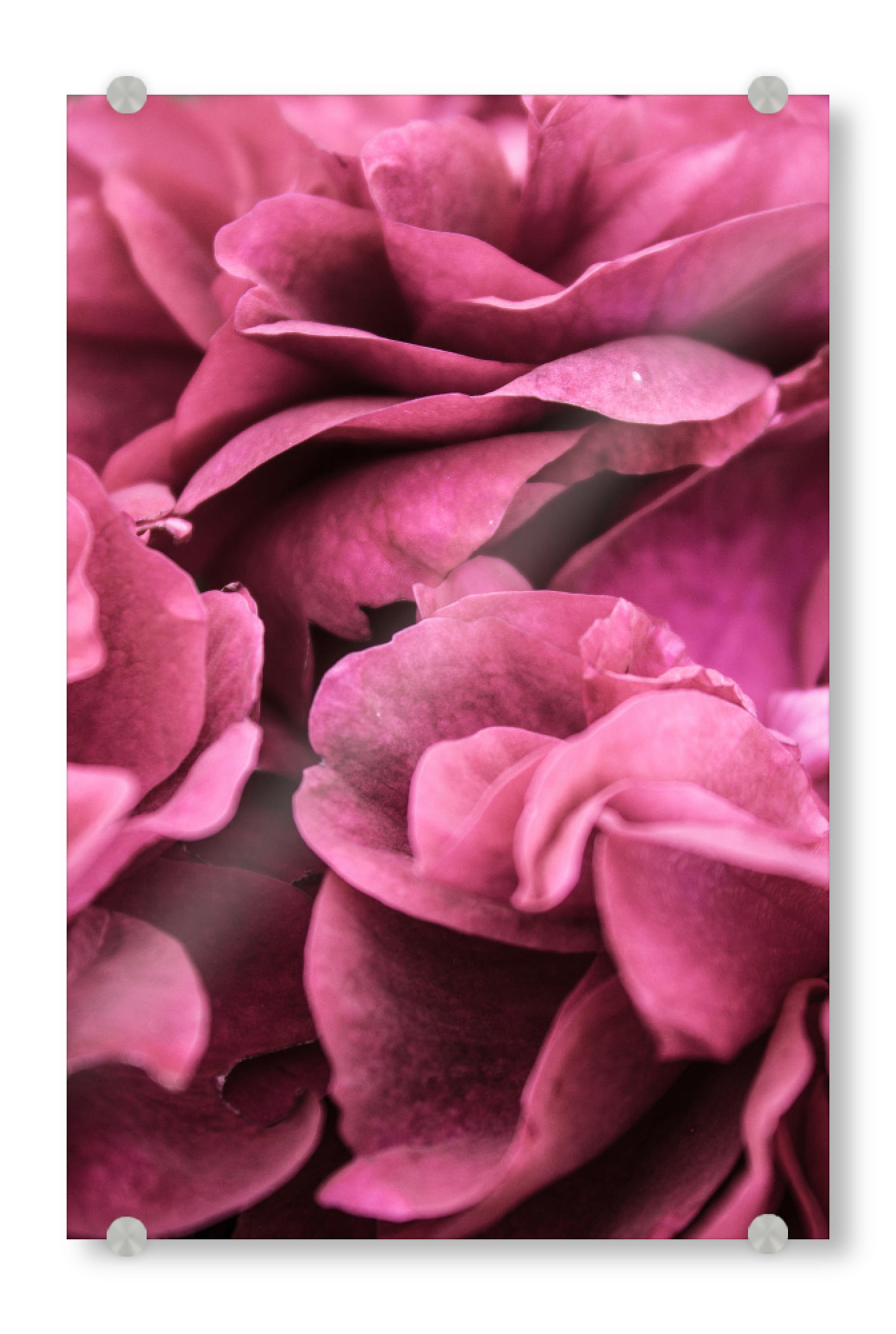 Acrylglasbild "Rose l" artboxONE - Natur,Floral - Petals,Botanical,Petal,Flowers,Blossom,Nature,Photography,Girly,Pink,Macro,Floral,Roses,Rose