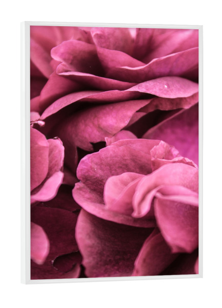 Poster mit weißem Rahmen "Rose l" artboxONE - Natur,Floral