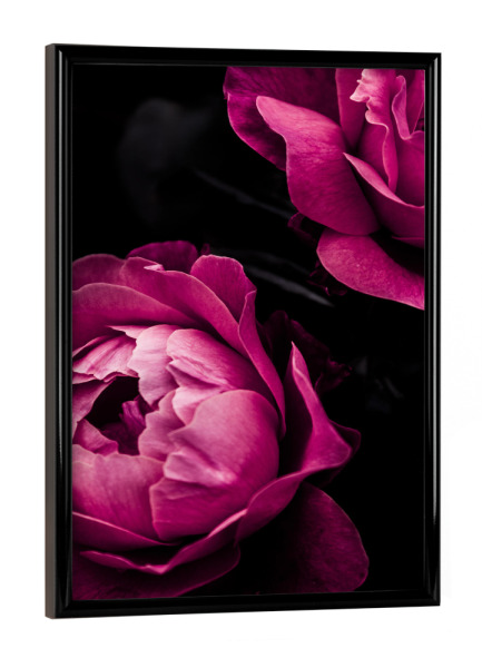 Poster mit schwarzem Rahmen "Roses ll" artboxONE - Natur,Floral,Liebe