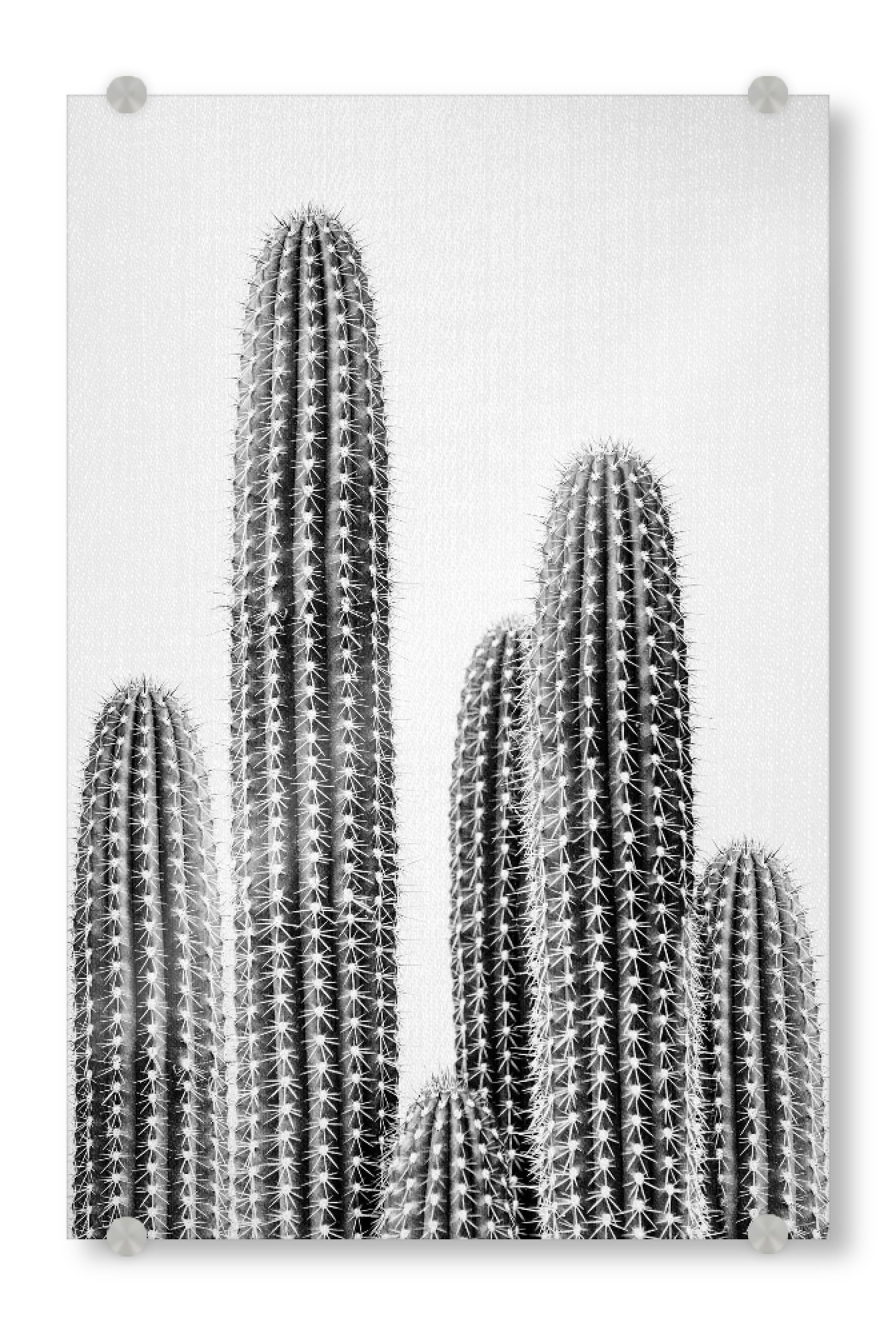 Acrylglasbild "Cacti Portrait - B&W" artboxONE - Natur,Floral,Für Kinder,Schwarzweiß,Für Mama,Für Papa