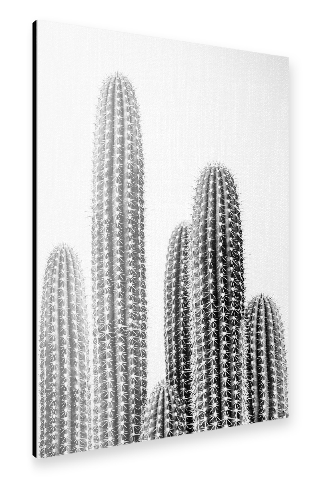 Alu-Dibond "Cacti Portrait - B&W" 75x50 cm artboxONE