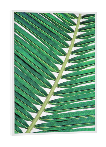 Poster mit weißem Rahmen "Palm Leaf Close Up" artboxONE - Natur,Floral,Für Kinder,Für Mama,Für Papa