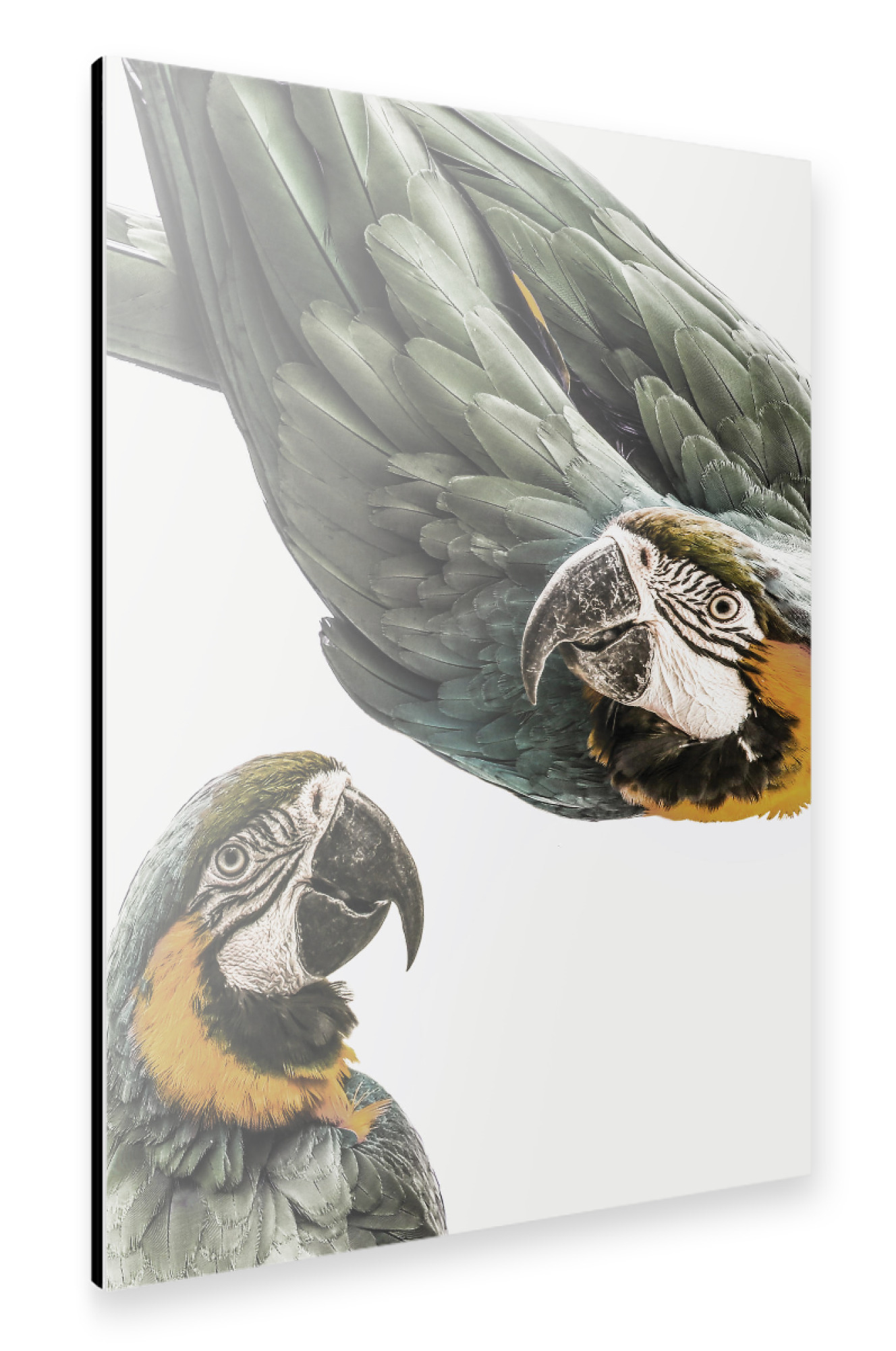 Alu-Dibond "Birds or Paradise" 30x20 cm artboxONE
