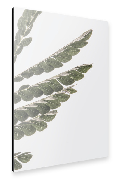 Alu-Dibond "Albizia" 30x20 cm artboxONE