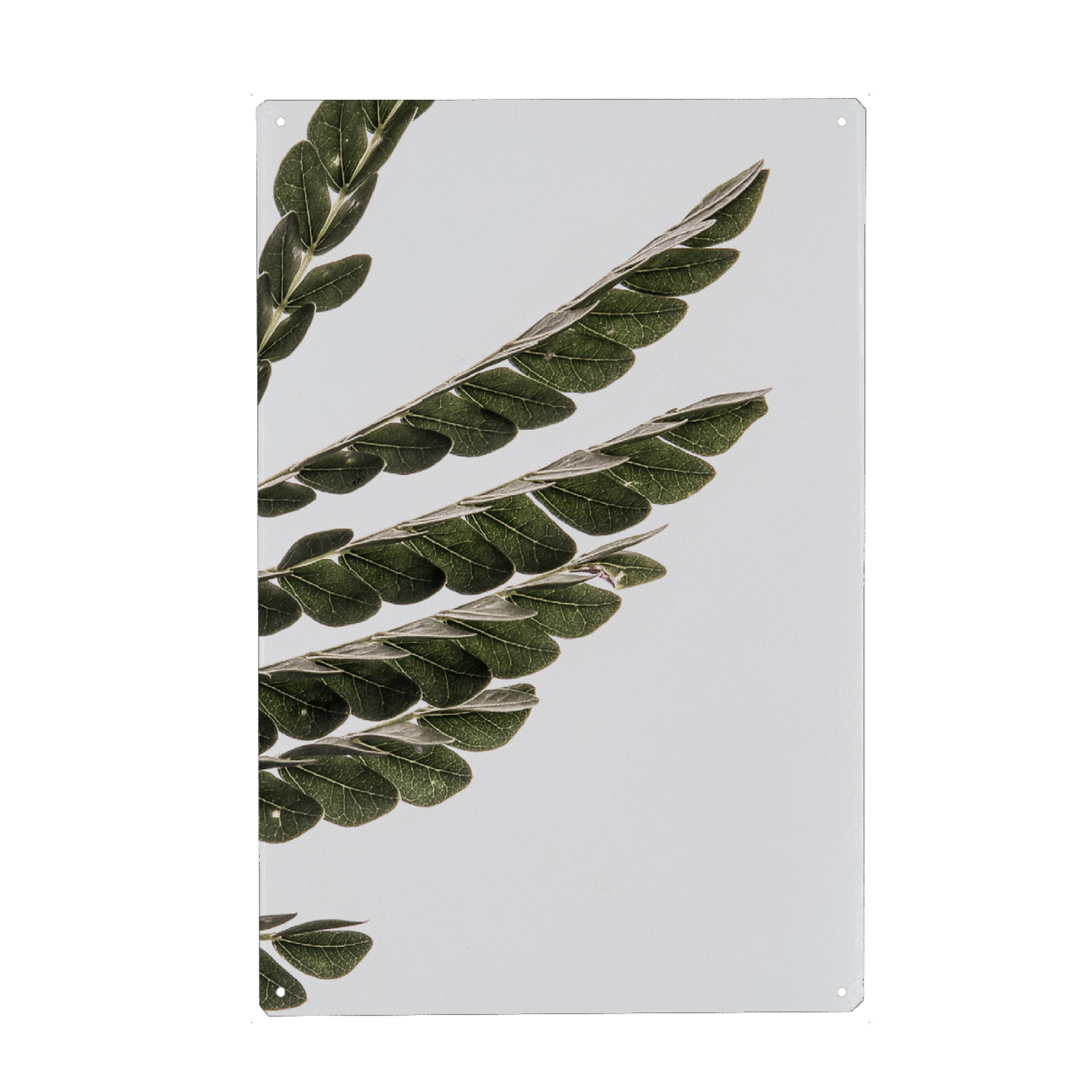 Metall Poster "Albizia" artboxONE - Natur,Floral,Abstrakt - Nature,Leaf,Leafy - Blechschild