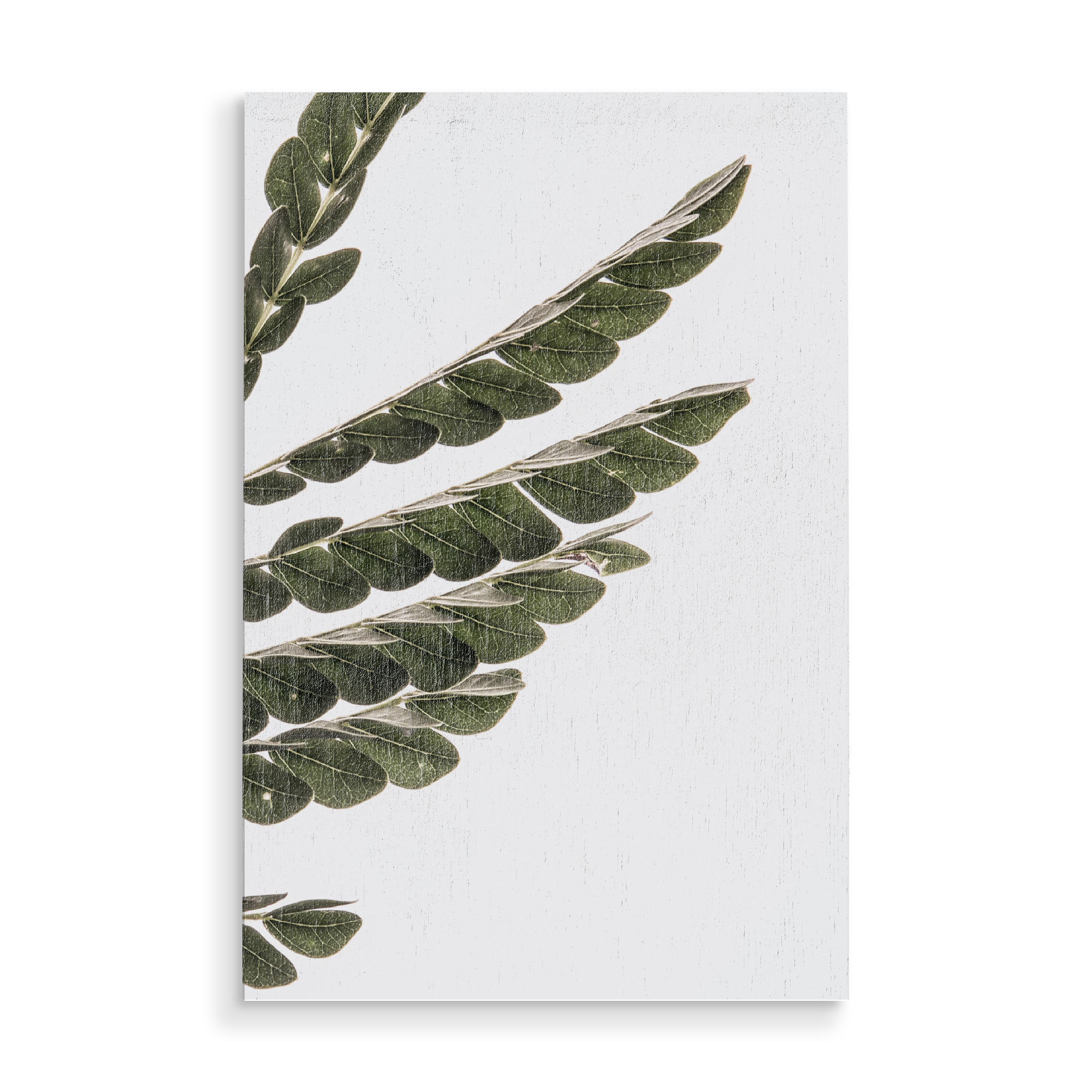 Holzbild "Albizia" artboxONE - Natur,Floral,Abstrakt - Nature,Leaf,Leafy
