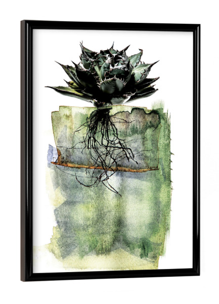 Poster mit schwarzem Rahmen "Agave Whole Plant" artboxONE - Natur,Floral,Abstrakt - Plants,Nature,Plant,Floral,Graphic,Growth,Minimilist,Simple,Life