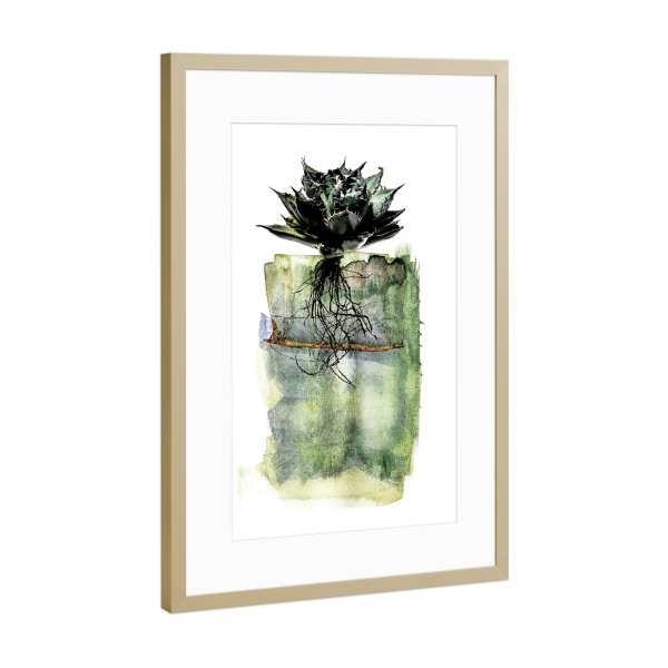 Poster mit Rahmen Gold "Agave Whole Plant" artboxONE - Natur,Floral,Abstrakt - Plants,Nature,Plant,Floral,Graphic,Growth,Minimilist,Simple,Life