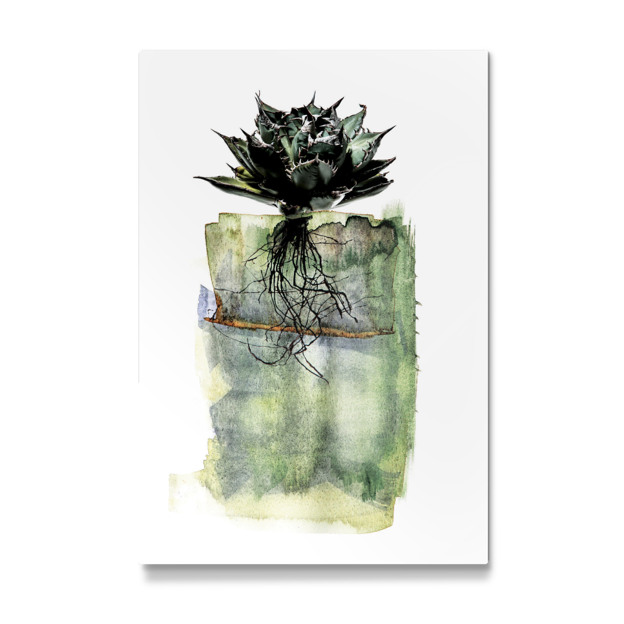 Galerie-Print "Agave Whole Plant" 30x20 cm artboxONE