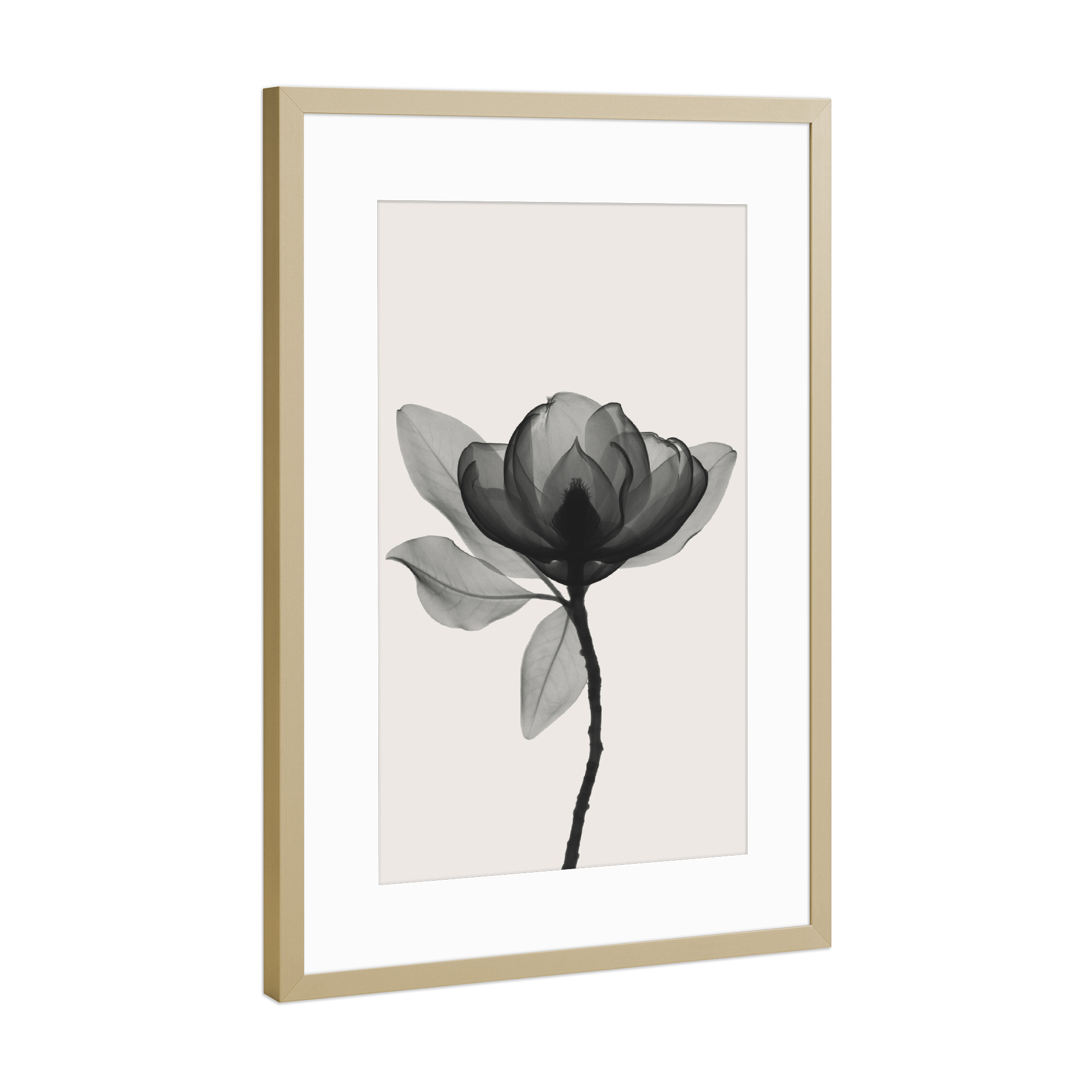 Poster mit Rahmen Gold "Magnolia Flower" artboxONE - Floral,Schwarzweiß - Magnolia,Flower,X-ray