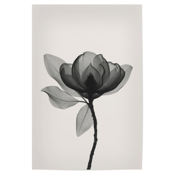 Poster "Magnolia Flower" artboxONE - Floral,Schwarzweiß - Magnolia,Flower,X-ray