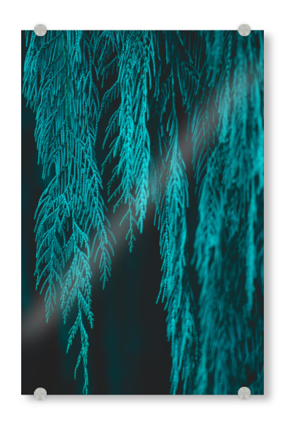 Acrylglasbild "Willow ll" artboxONE - Natur - Nature,Leaf,Leaves,Green,Tree,Branches,Willow,Forest,Photo,Photography,Botanitcal,Plans,Plants