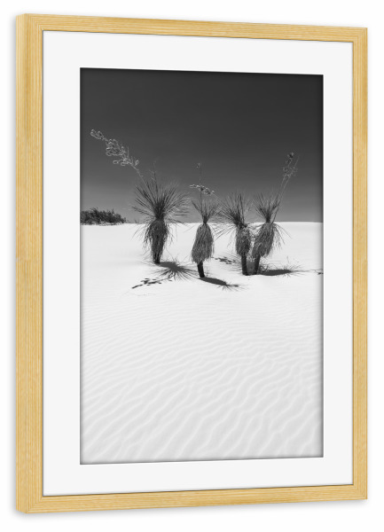 Poster mit Rahmen kiefer "Yucca, White Sands" artboxONE - Natur,Schwarzweiß