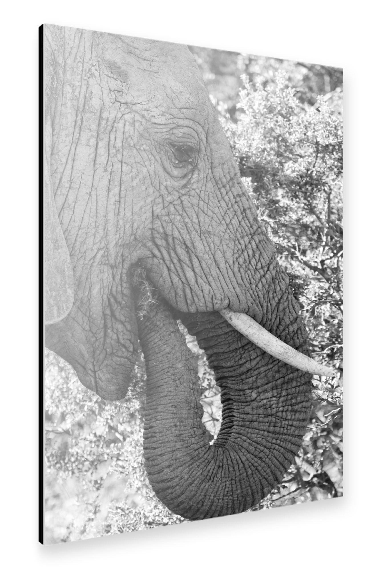 Alu-Dibond "Elefant beim Essen Portrait" 75x50 cm artboxONE
