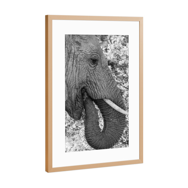Poster mit Rahmen Kupfer "Elefant beim Essen Portrait" artboxONE - Natur,Tiere,Schwarzweiß,Reise / Afrika - Elefant,Afrika,Portrait,Animal,Tier