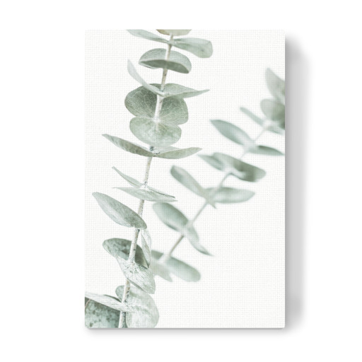 Pastel Eucalyptus Photo