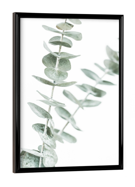 Poster mit schwarzem Rahmen "Pastel Eucalyptus Photo" artboxONE - Natur,Floral - Eucalyptus,Photo,Plant,Nature