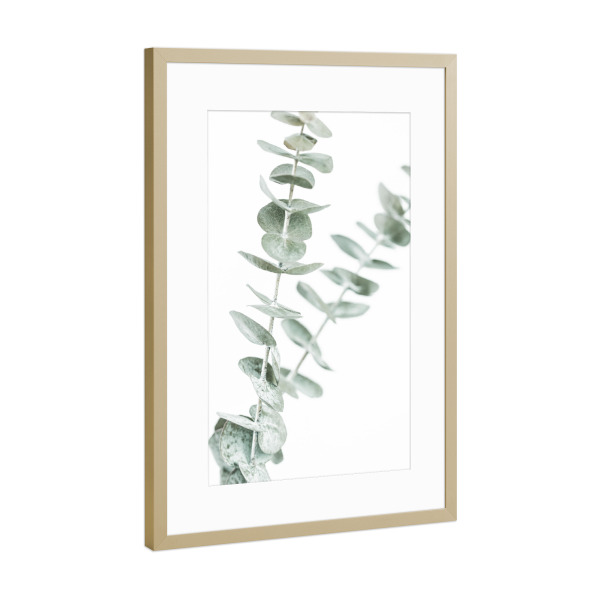 Poster mit Rahmen Gold "Pastel Eucalyptus Photo" artboxONE - Natur,Floral - Eucalyptus,Photo,Plant,Nature