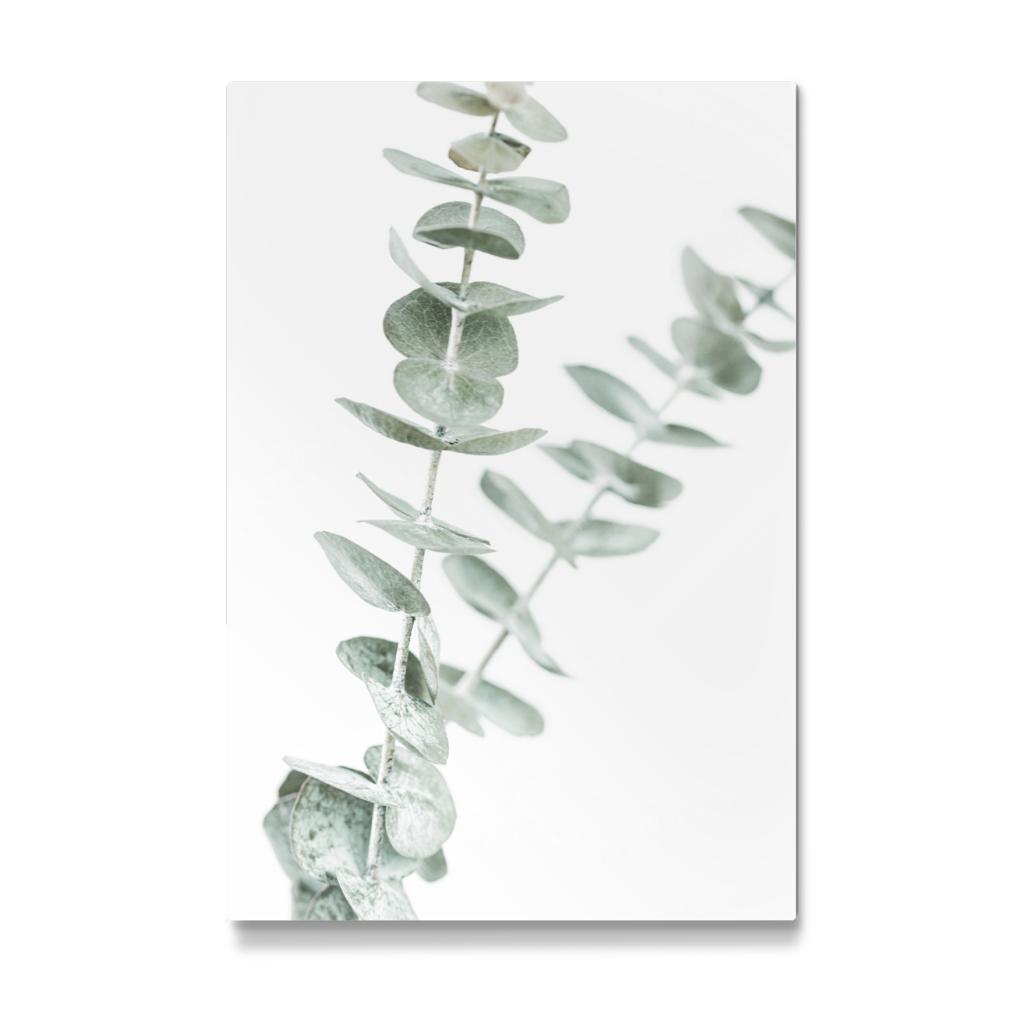 Galerie-Print "Pastel Eucalyptus Photo" 30x20 cm artboxONE