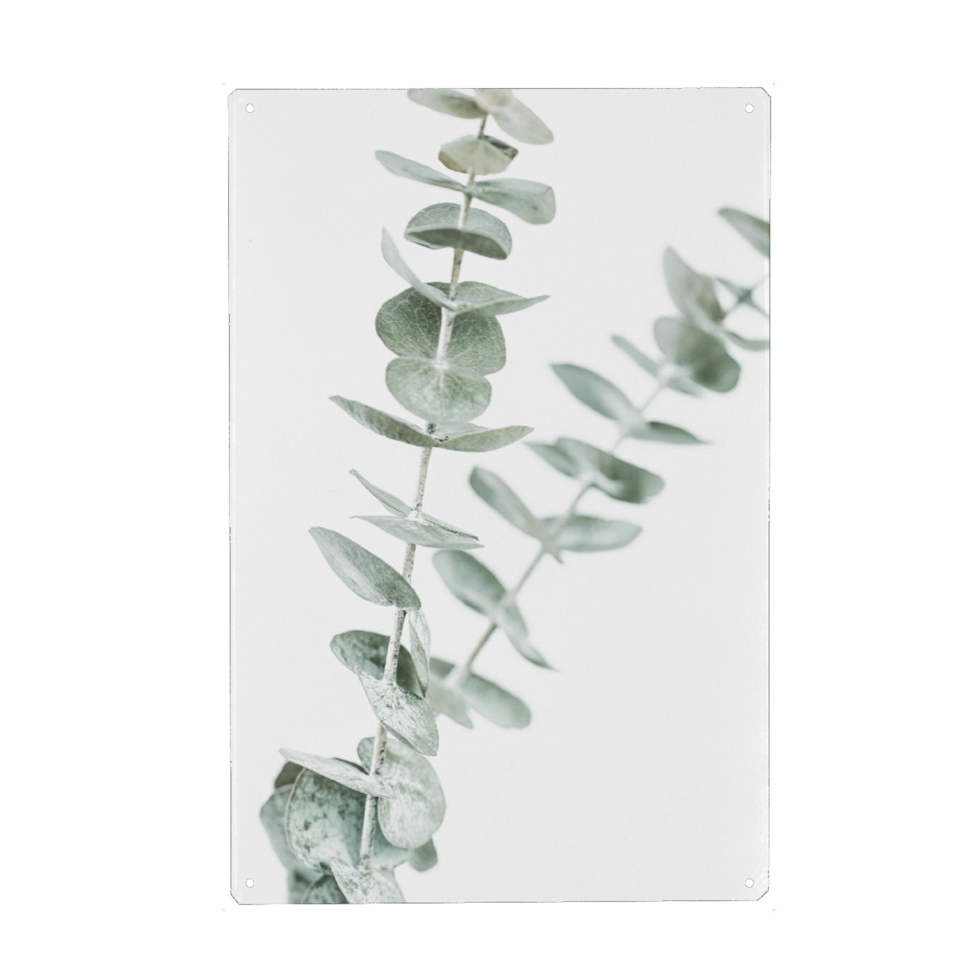 Metall Poster "Pastel Eucalyptus Photo" artboxONE - Natur,Floral - Eucalyptus,Photo,Plant,Nature - Blechschild