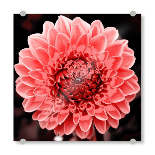 Dahlie pop rot