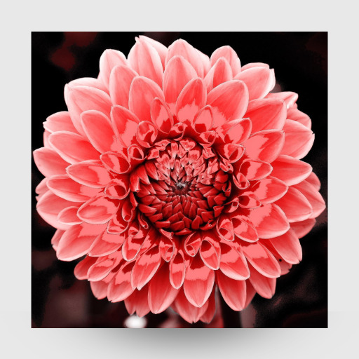 Dahlie pop rot